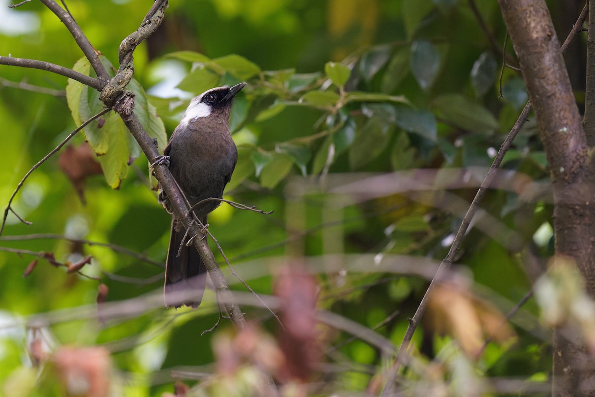 Gray Laughingthrush - ML356730171