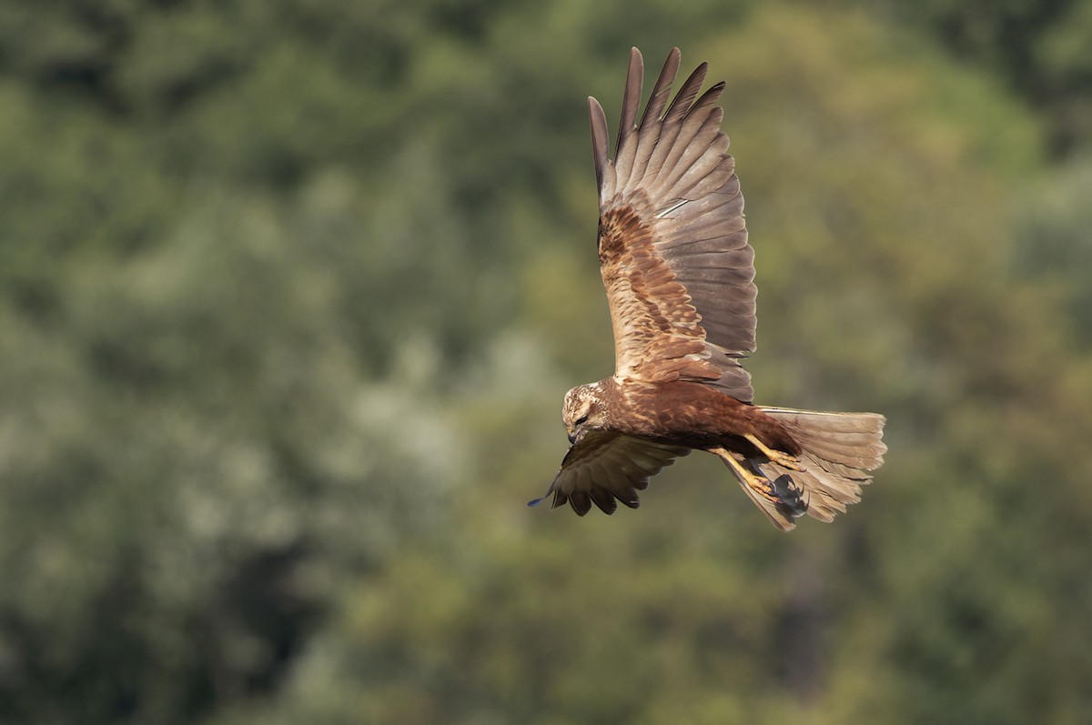 Western Marsh Harrier - ML356730761