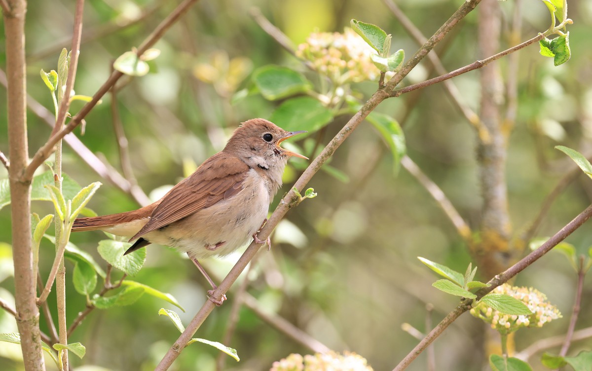 Common Nightingale - Patrick MONNEY