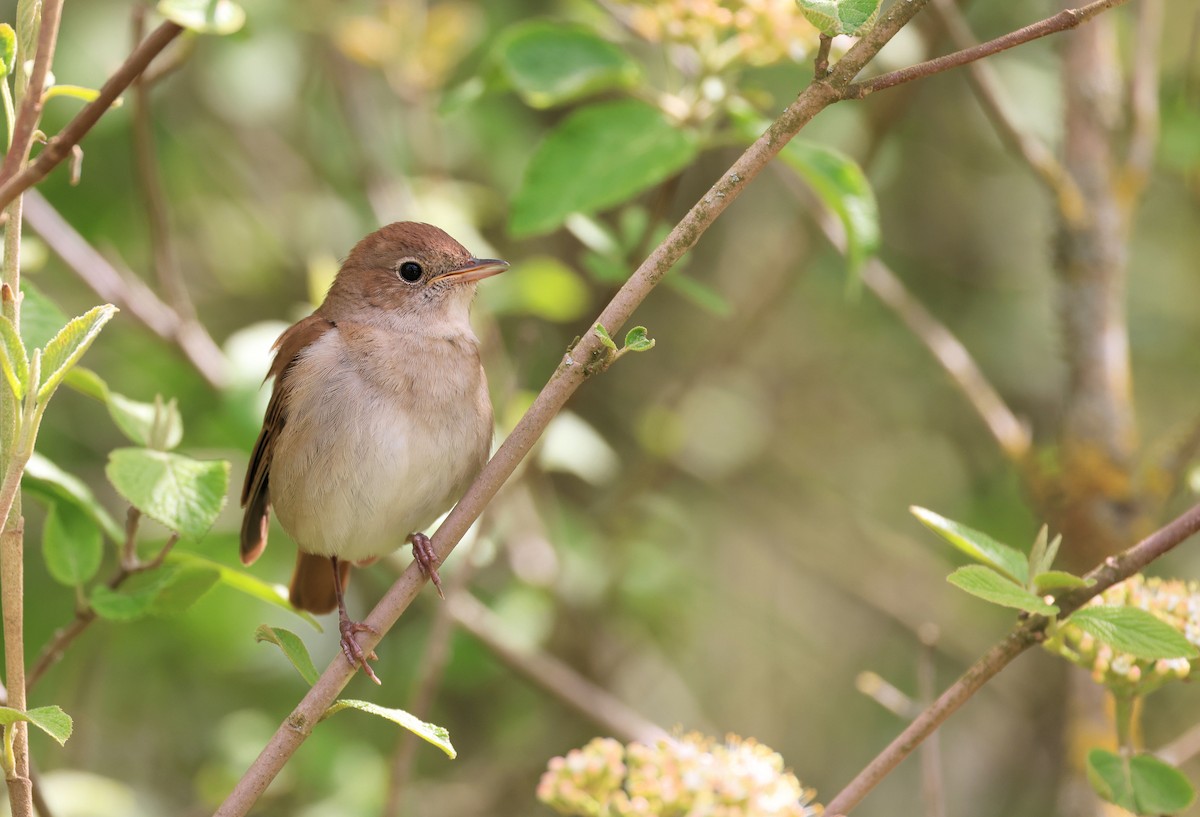 Common Nightingale - Patrick MONNEY