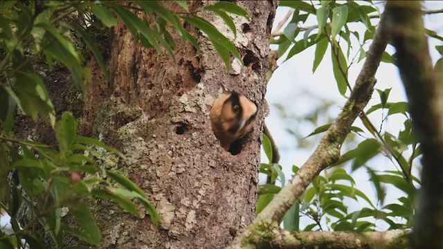 Buff-fronted Owl - ML356732761