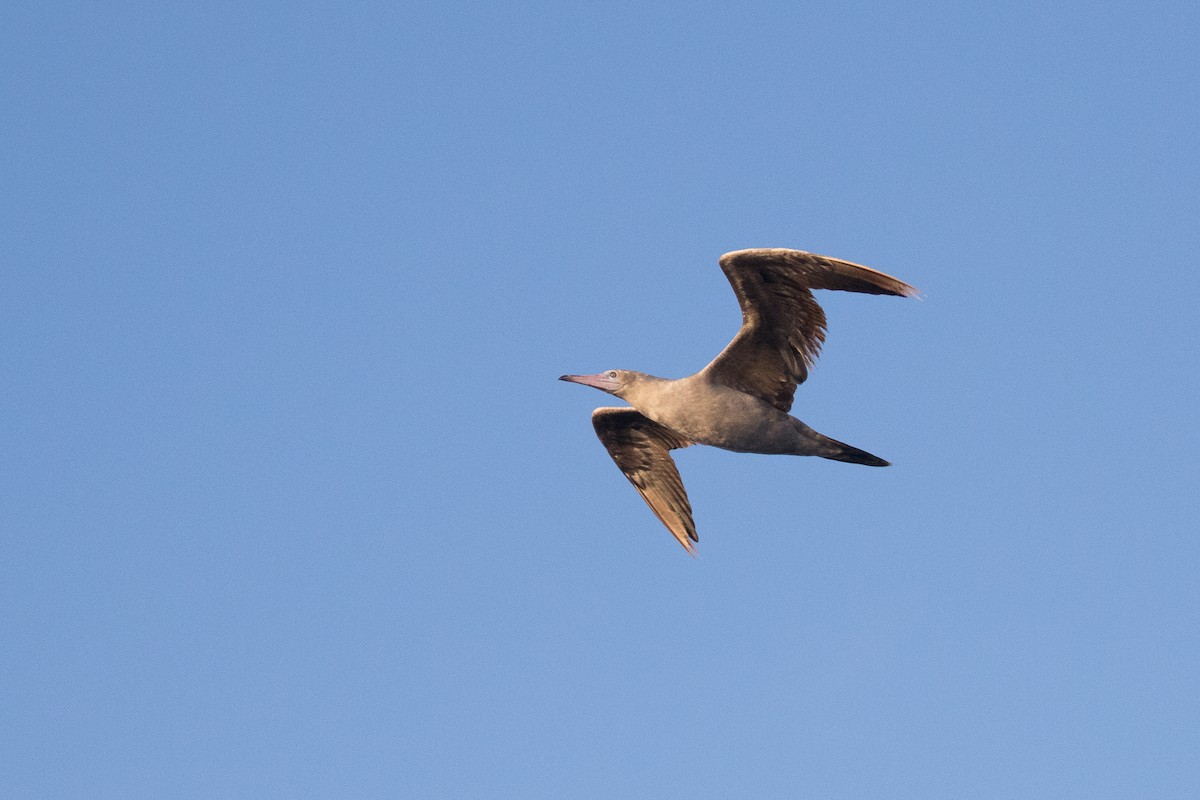 Red-footed Booby - Ken Chamberlain