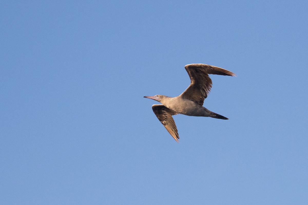 Red-footed Booby - ML35673541