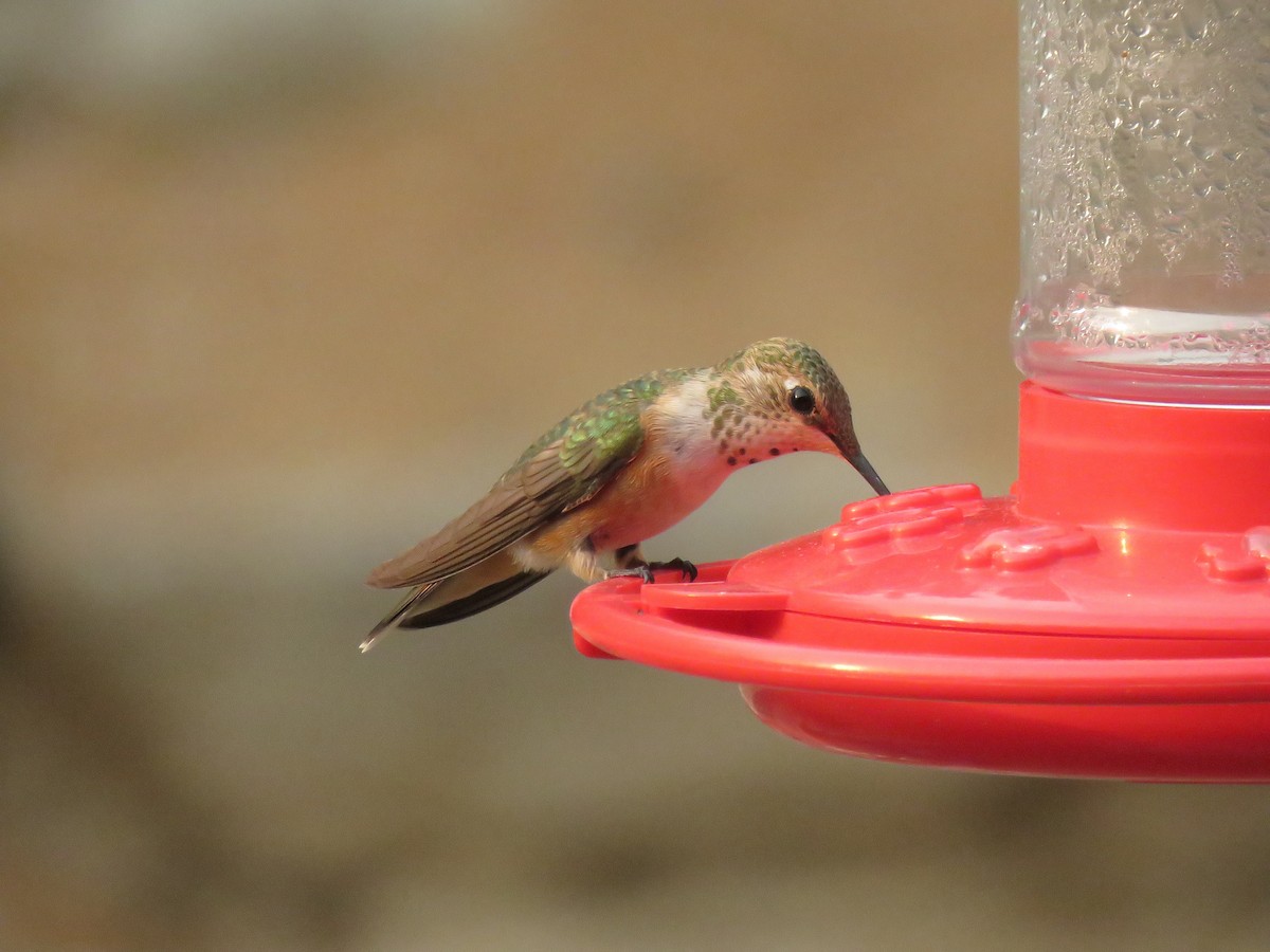 Rufous Hummingbird - ML356735811
