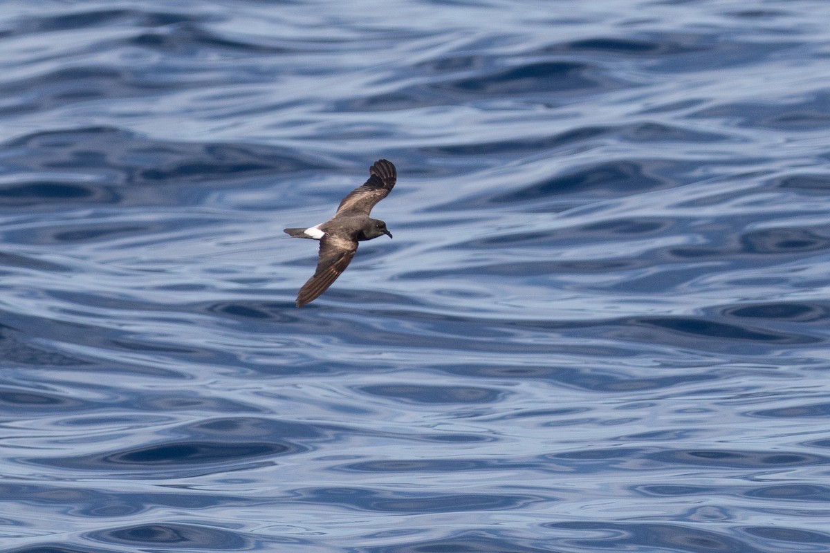 Leach's/Townsend's/Ainley's Storm-Petrel - Ken Chamberlain