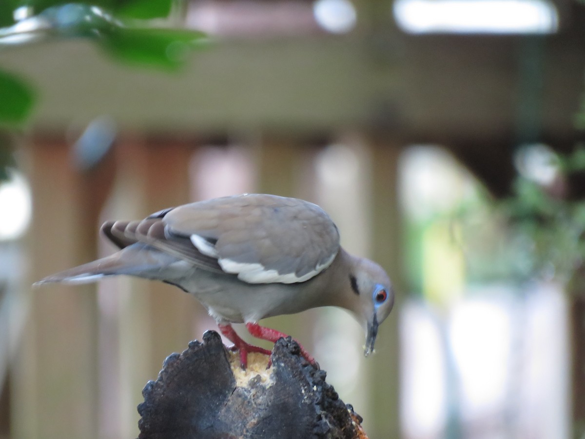 White-winged Dove - ML356738141
