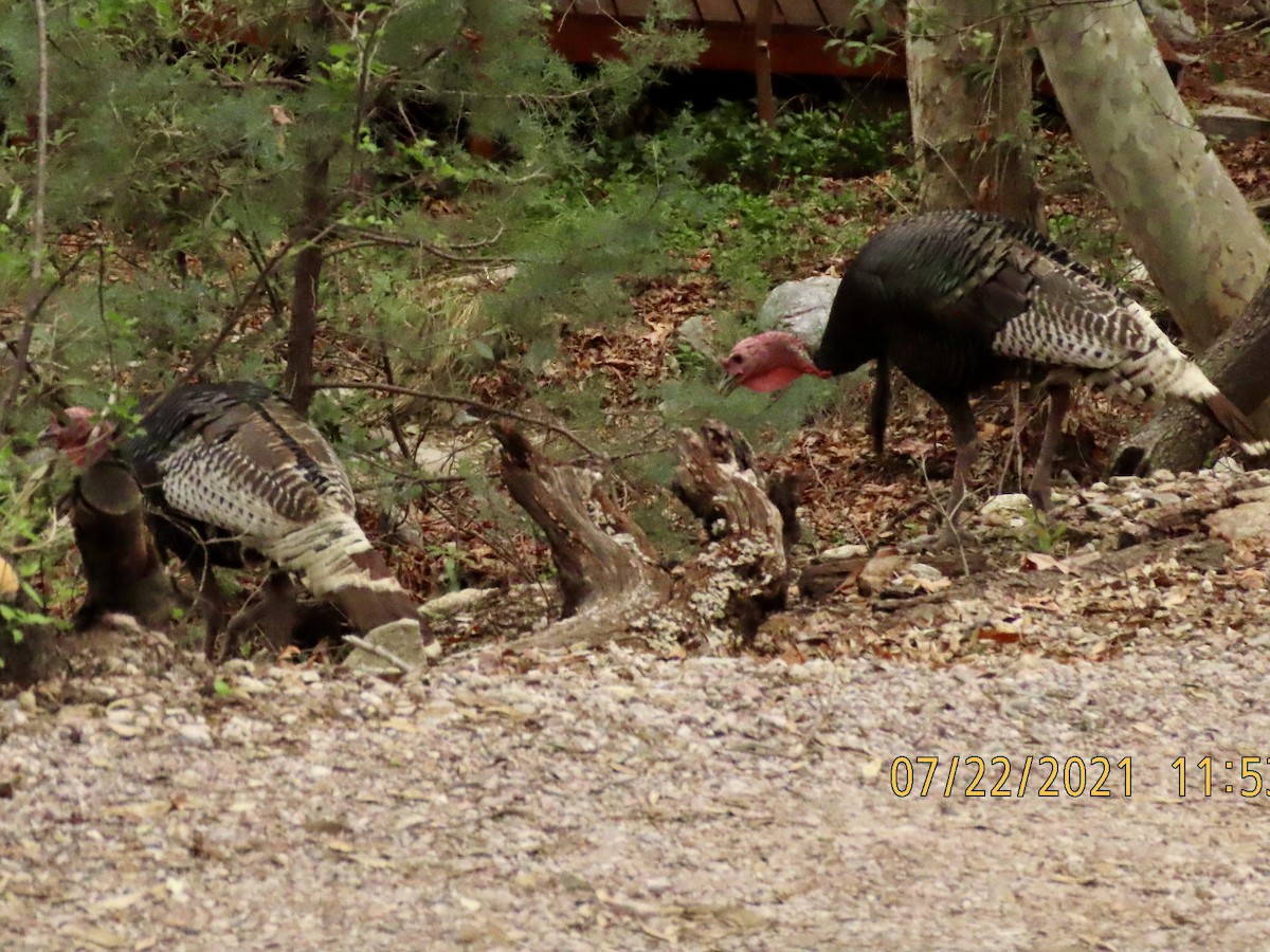 Wild Turkey - ML356738201