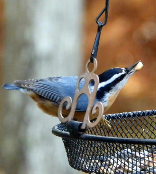 White-breasted Nuthatch - ML356739591