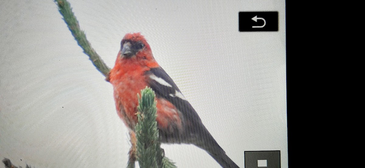 White-winged Crossbill - ML356740011