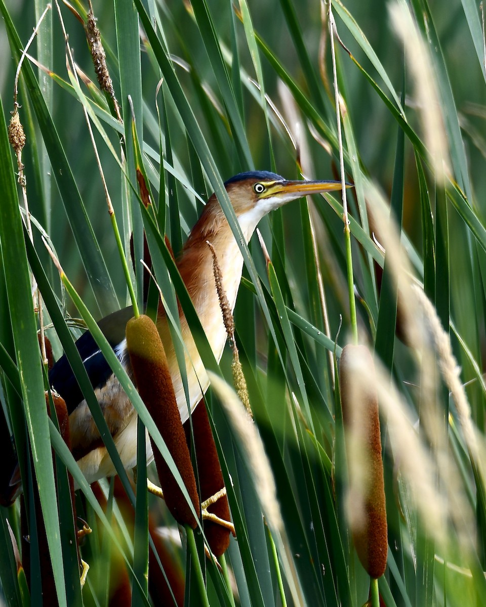 Least Bittern - ML356742331