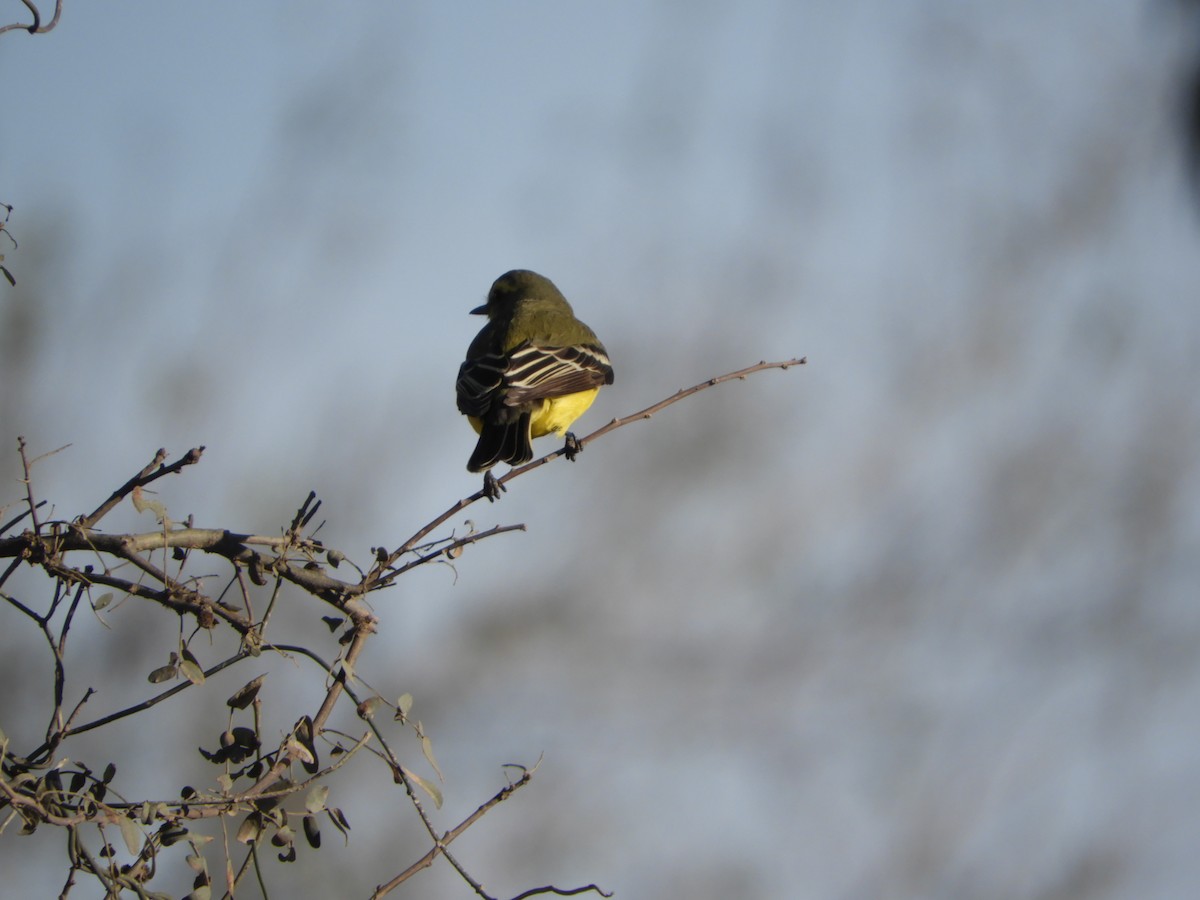 Yellow-browed Tyrant - Silvia Enggist