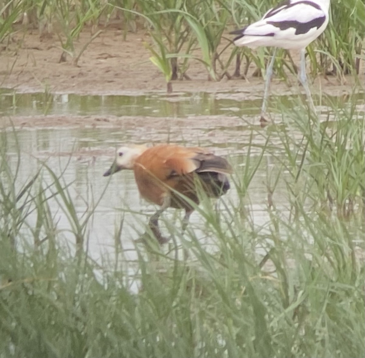 Ruddy Shelduck - Michael Booker