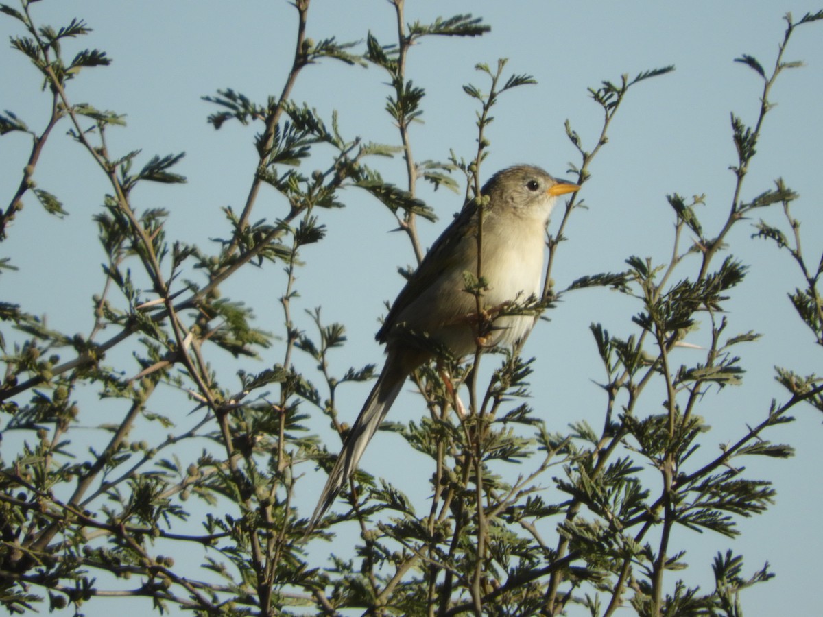 Wedge-tailed Grass-Finch - ML356743421