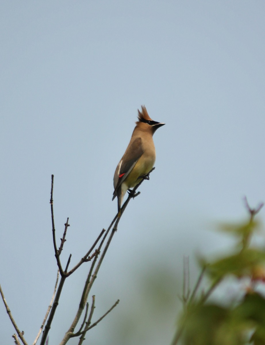 Cedar Waxwing - Margot Bezrutczyk