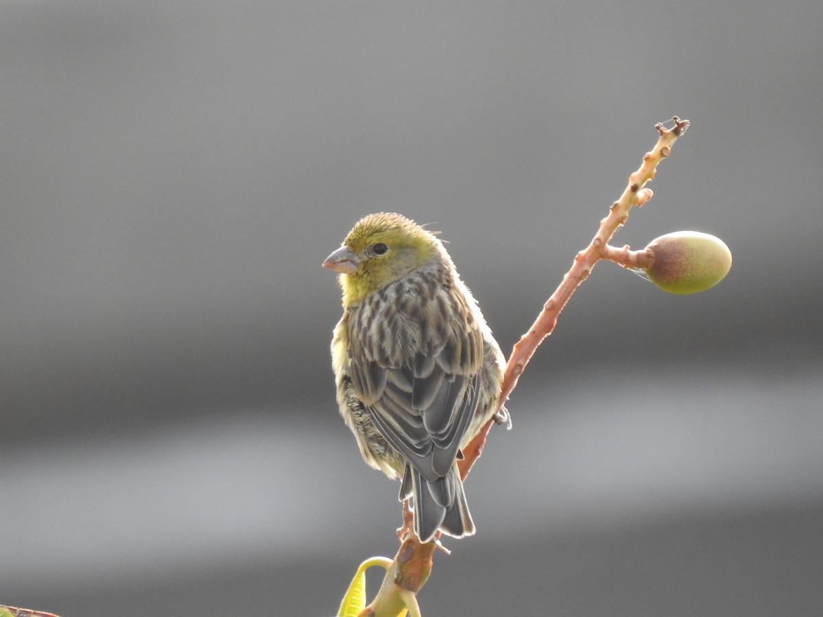 Island Canary - ML356744531