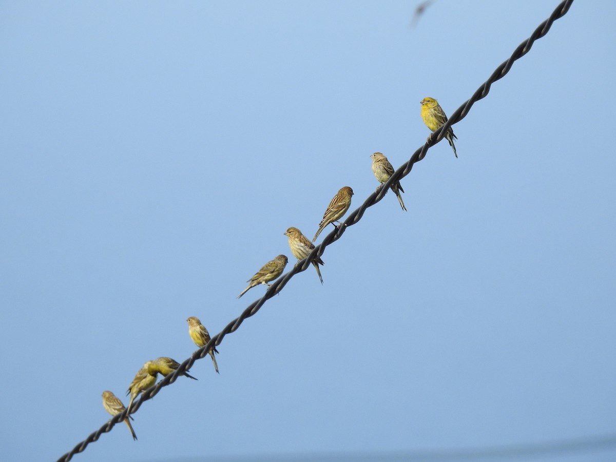 Island Canary - ML356744641