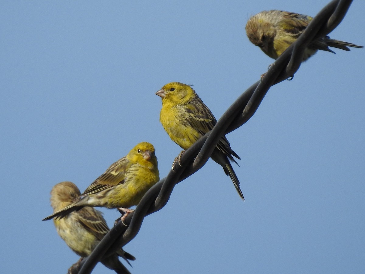 Island Canary - ML356744661
