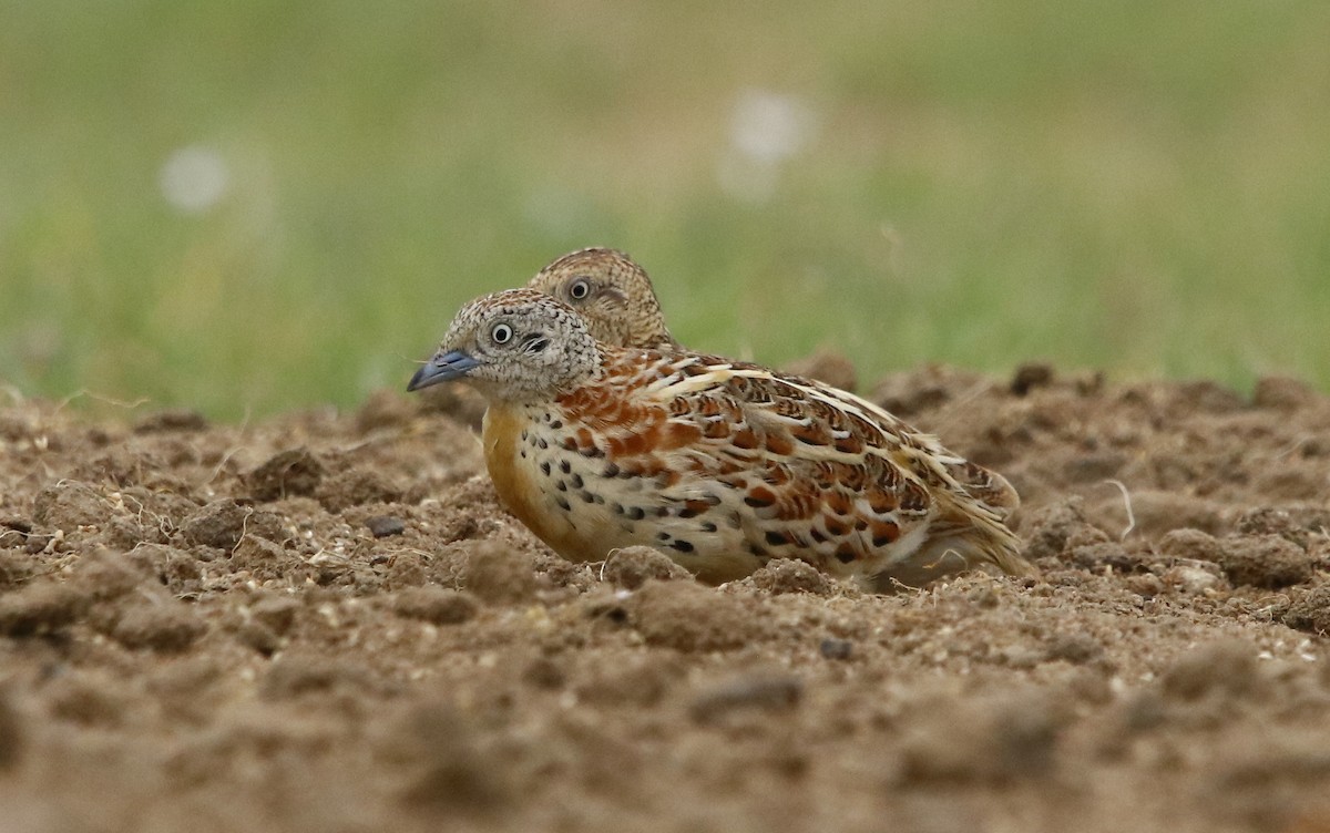 Small Buttonquail - ML356744771