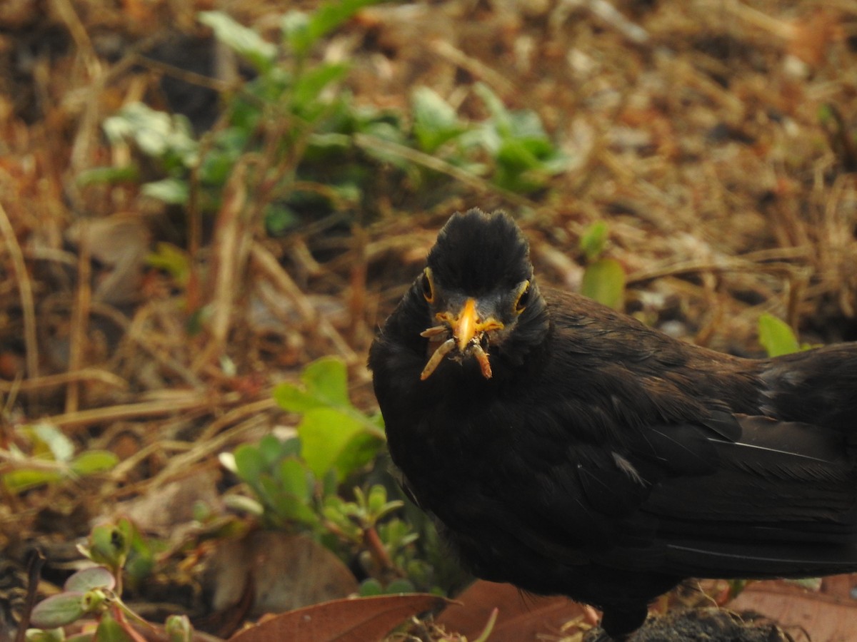 Eurasian Blackbird - ML356744861