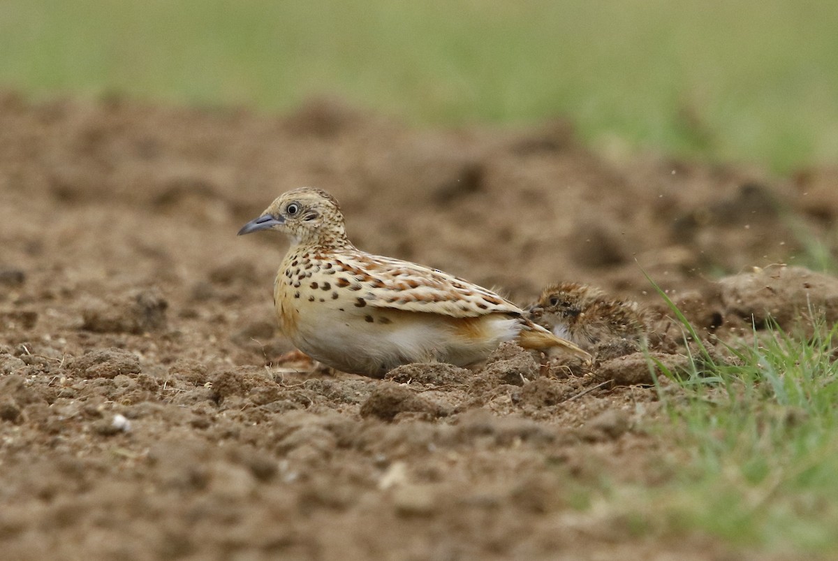 Small Buttonquail - ML356744981