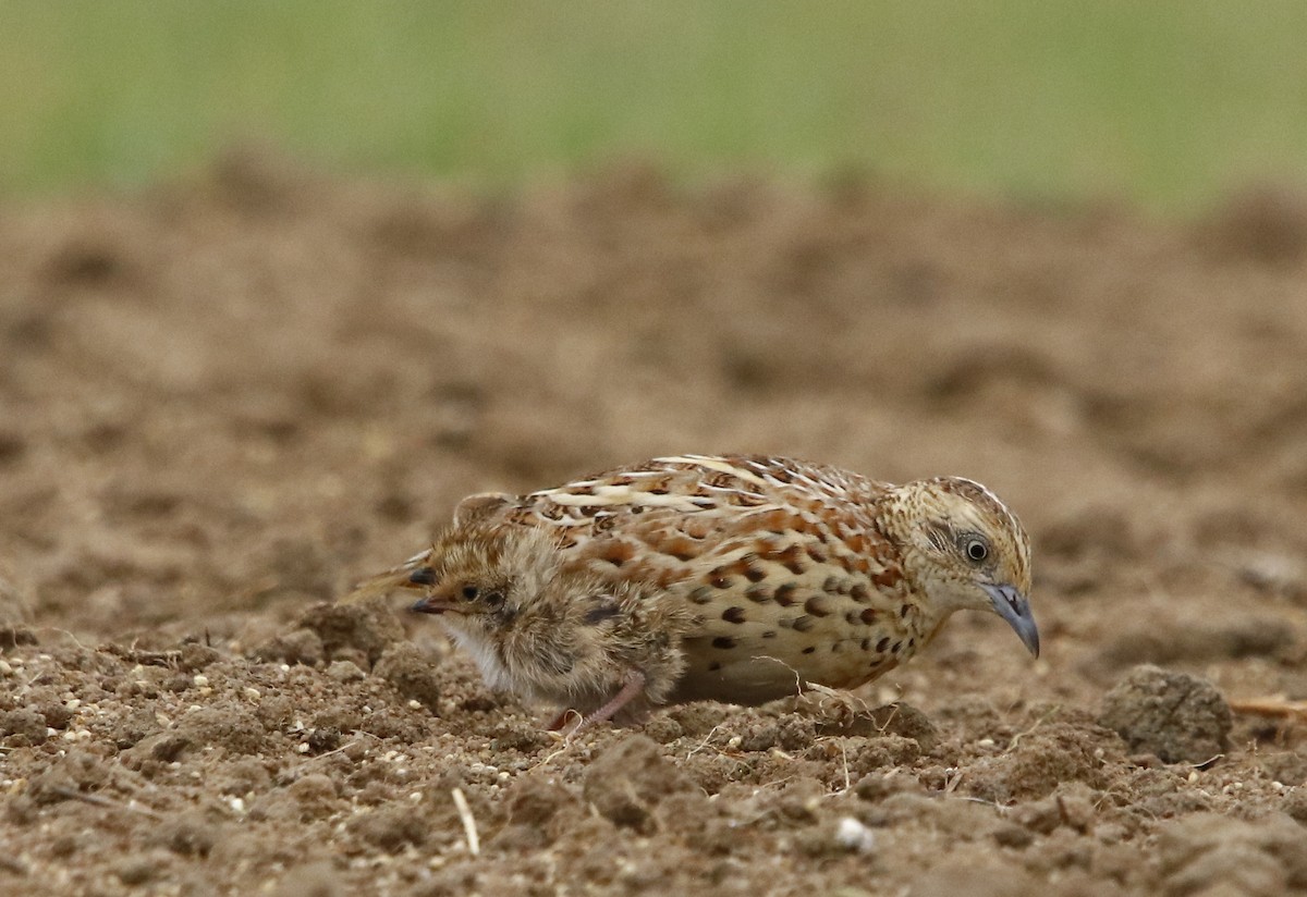 Small Buttonquail - ML356745221