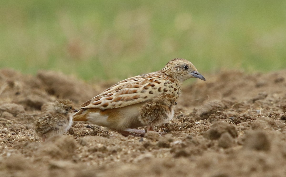 Small Buttonquail - ML356745841