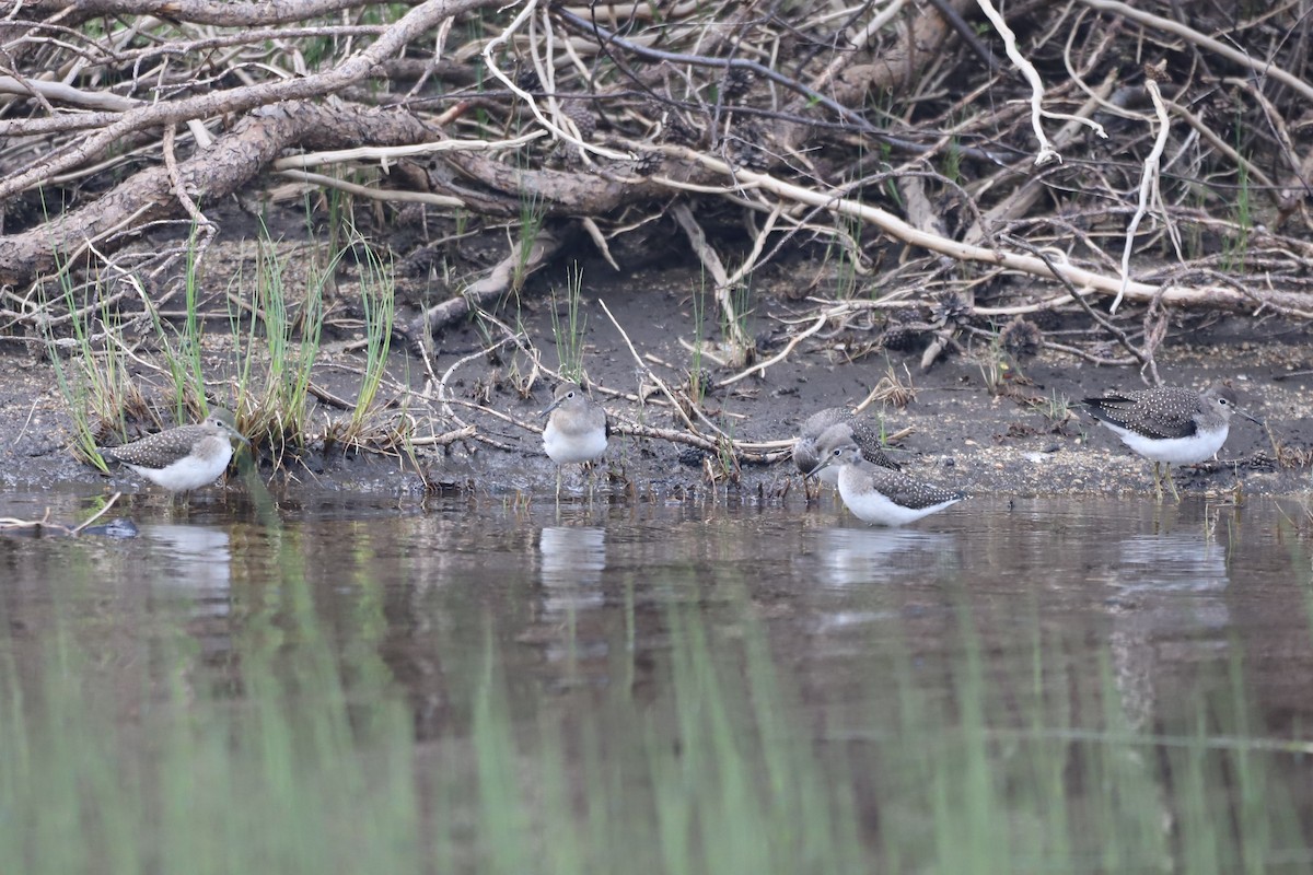 Solitary Sandpiper - Walter Thorne