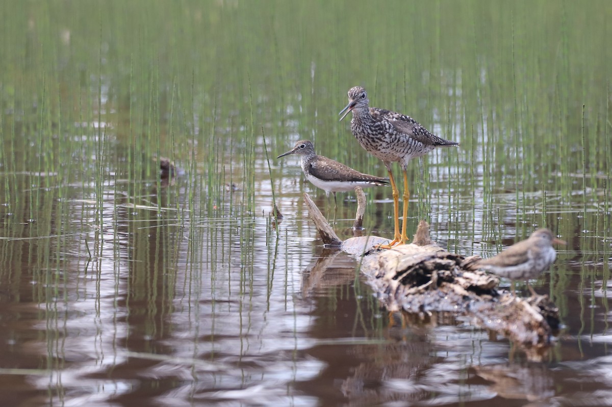 Solitary Sandpiper - ML356746291