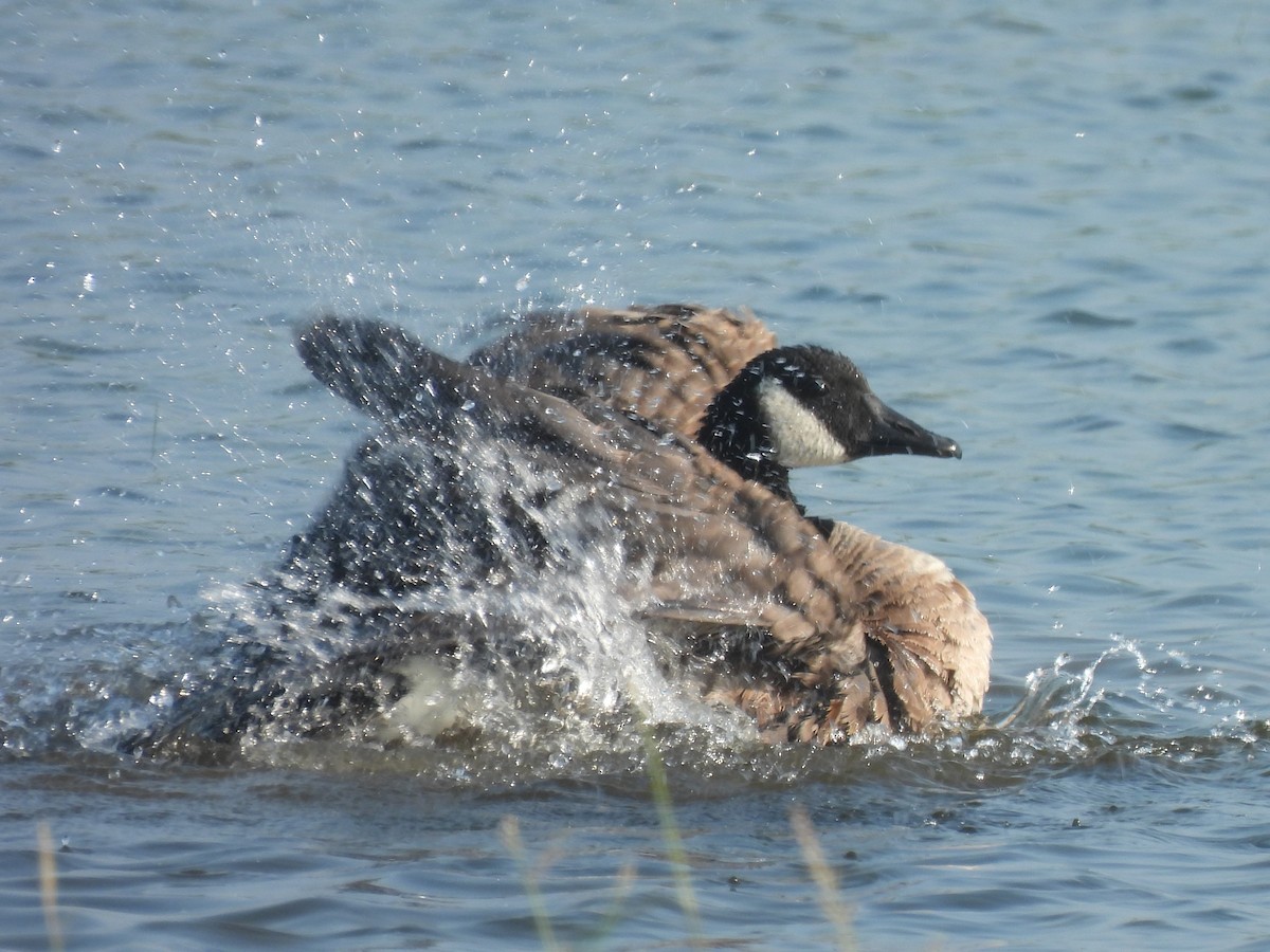 Canada Goose - Jim Anderton