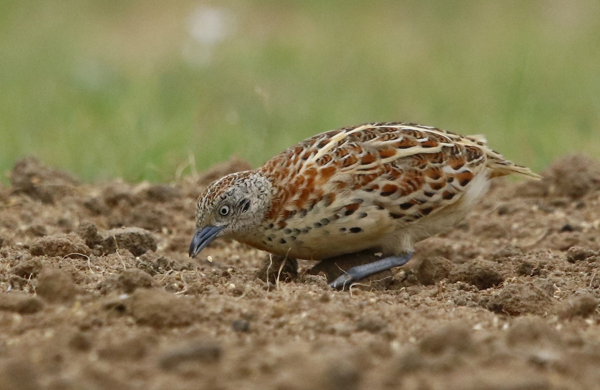 Small Buttonquail - Bhaarat Vyas