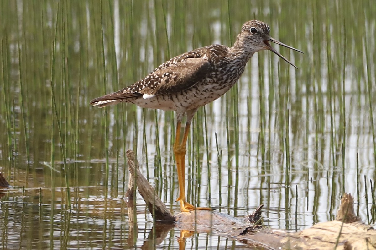 Greater Yellowlegs - ML356746541