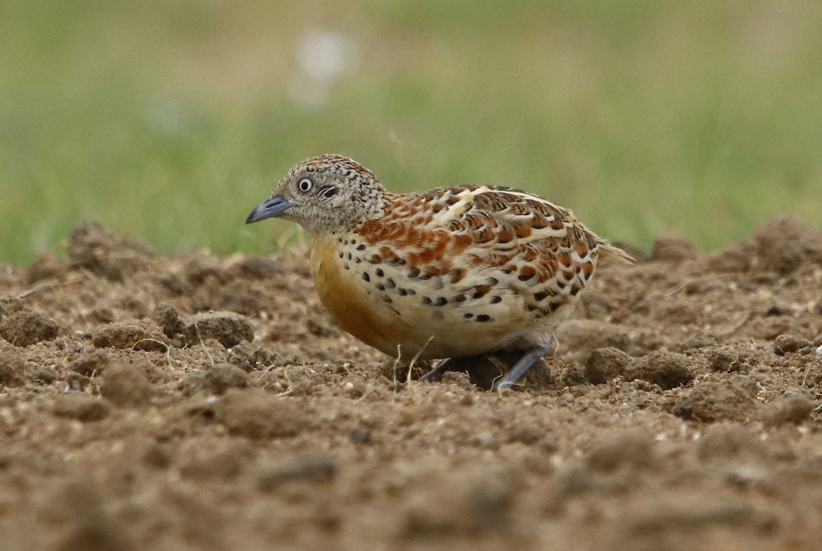 Small Buttonquail - ML356746681