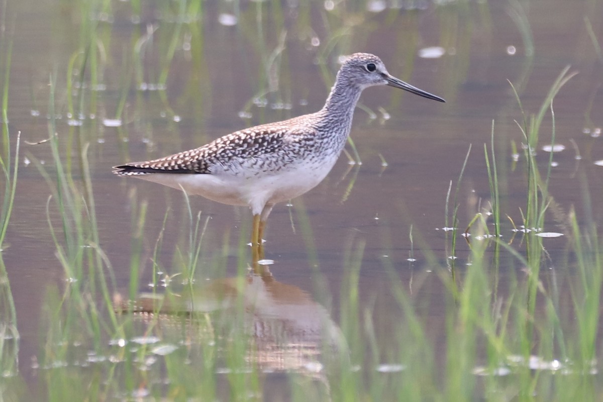 Greater Yellowlegs - ML356746941