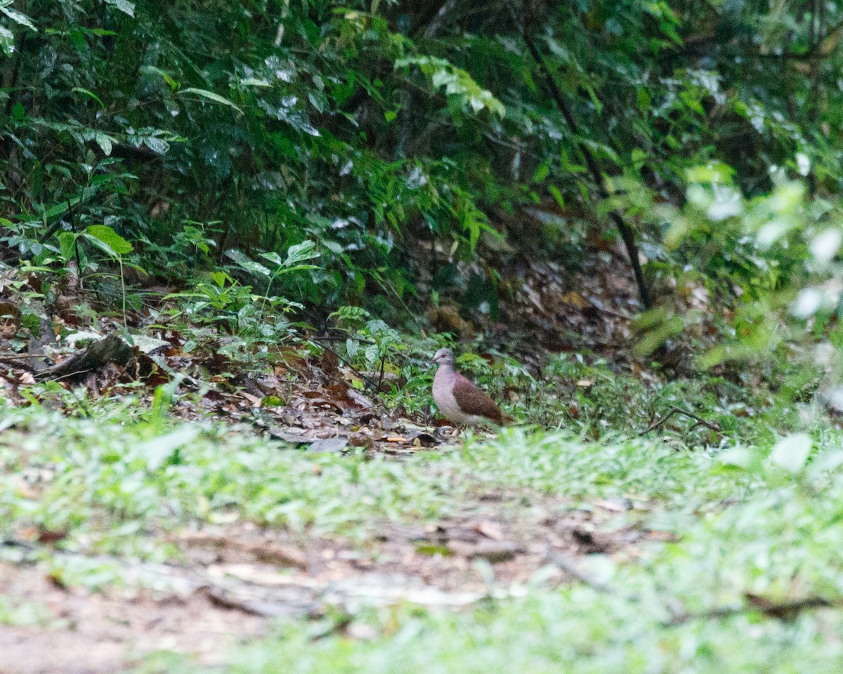 シロハラウズラバト - ML356747251