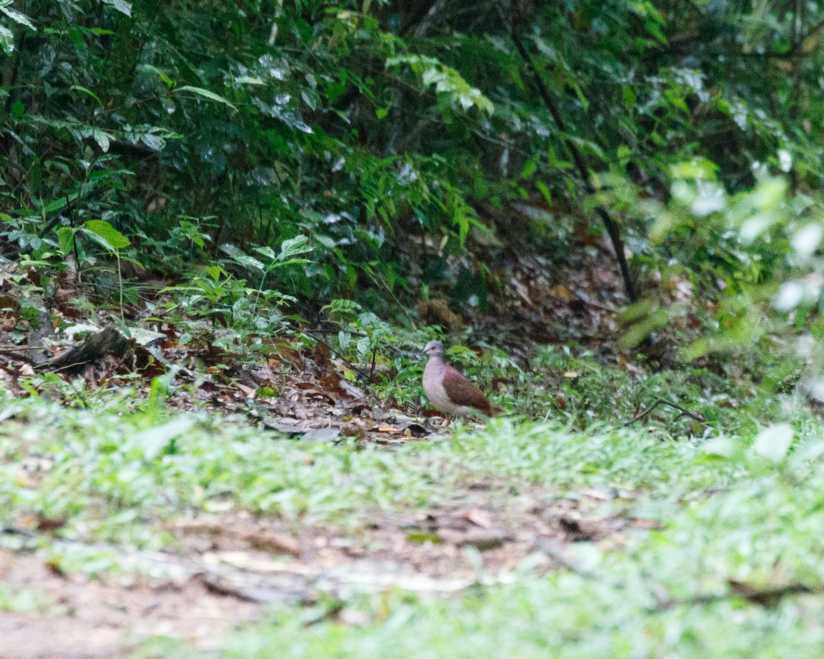 Violaceous Quail-Dove - ML356747251