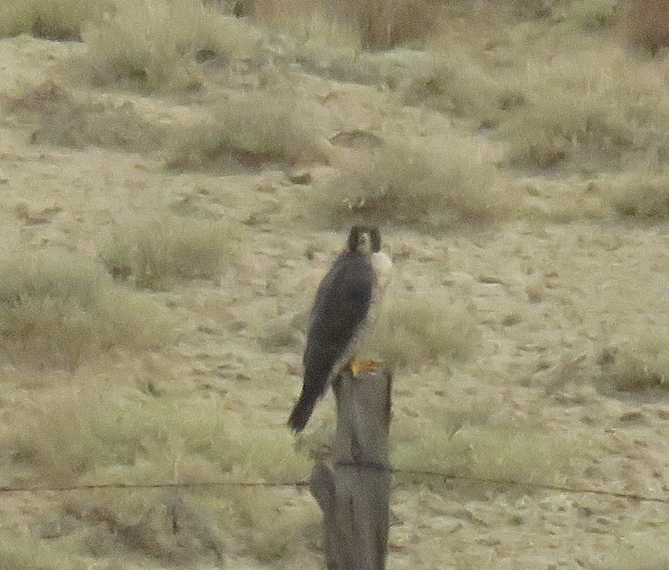 Peregrine Falcon - ML35674741