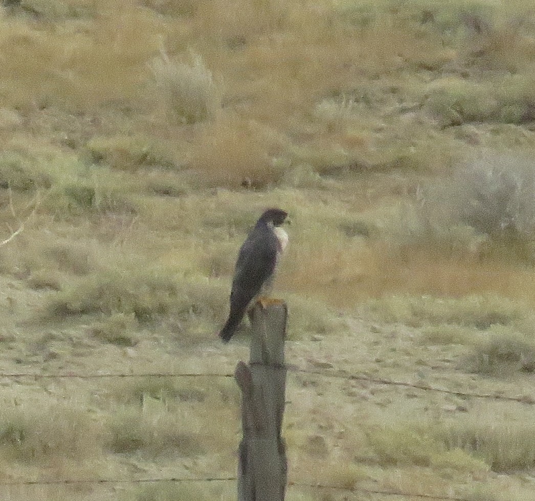 Эгэл шонхор - ML35674751