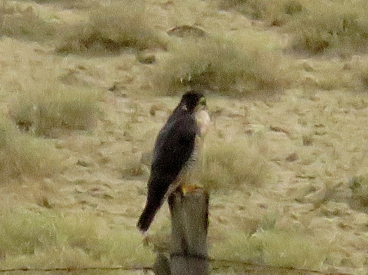 Эгэл шонхор - ML35674761