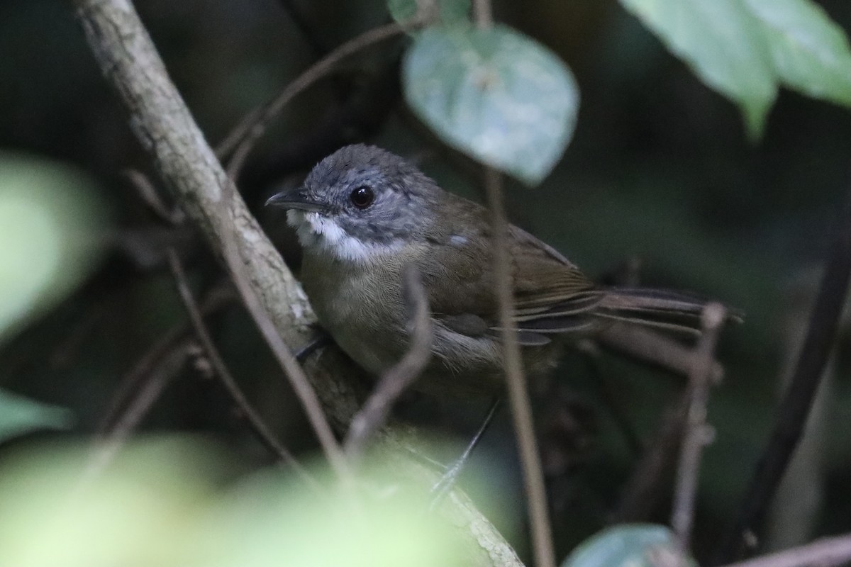 Pale-breasted Illadopsis - Ross Gallardy