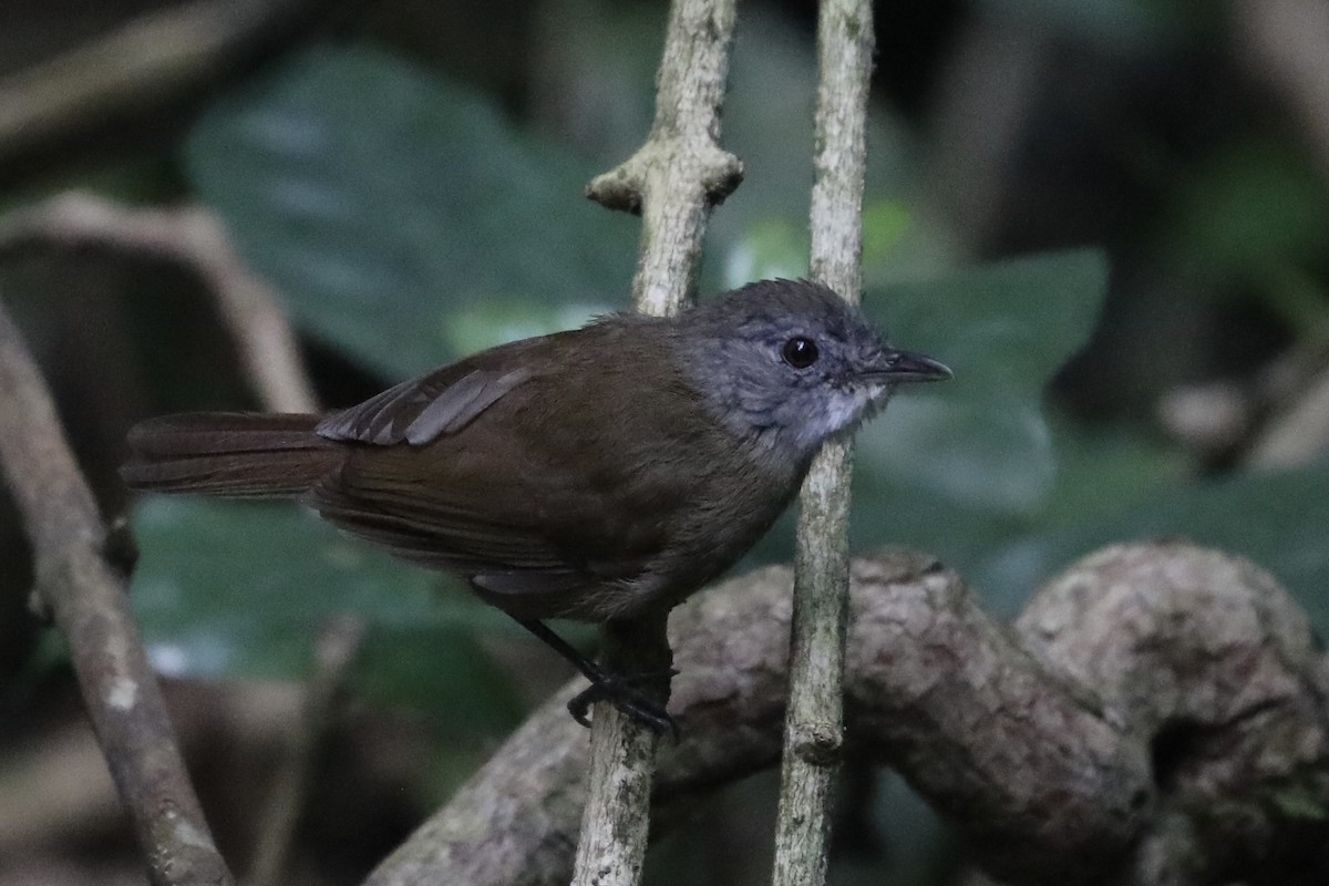 Pale-breasted Illadopsis - ML356747871