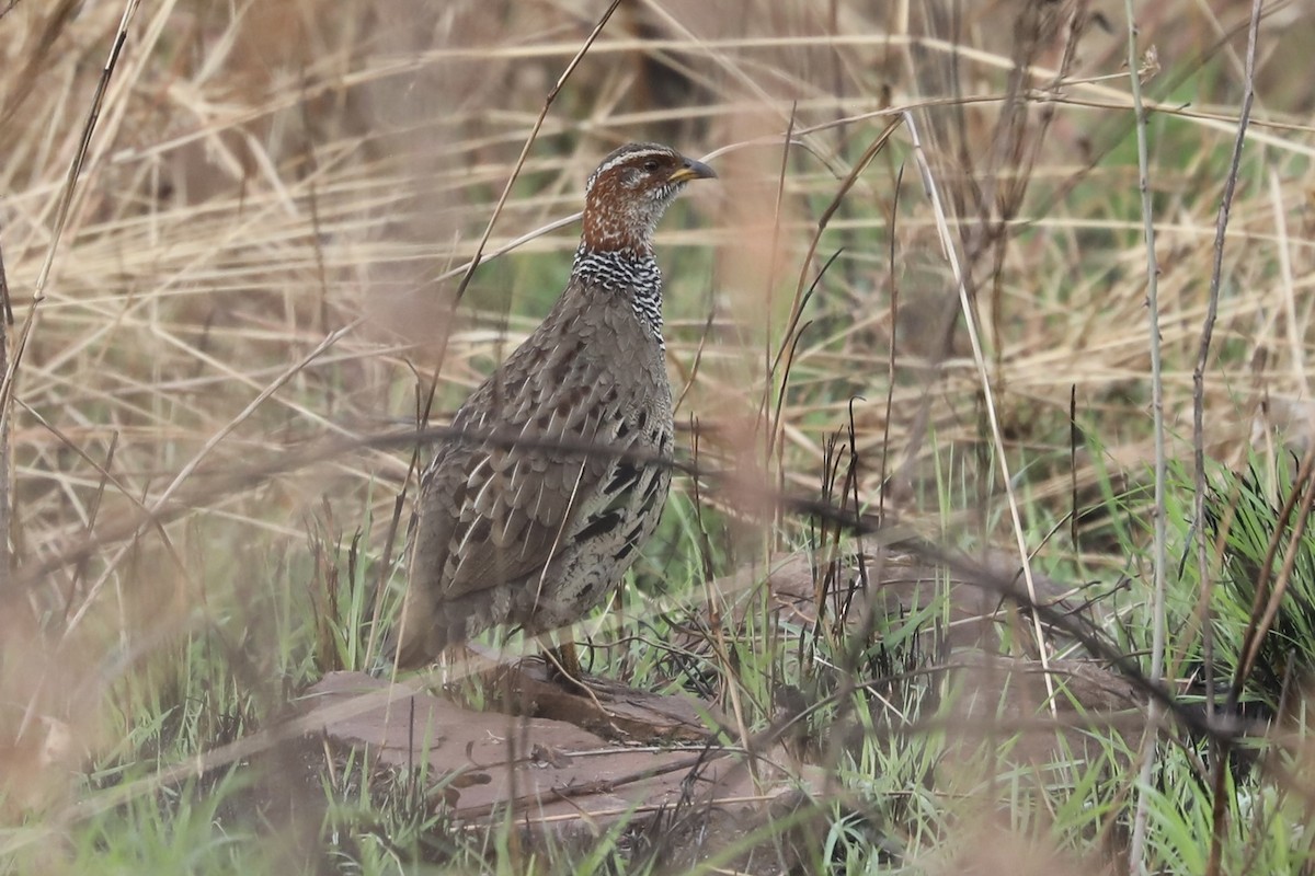 Ring-necked Francolin - ML356749031