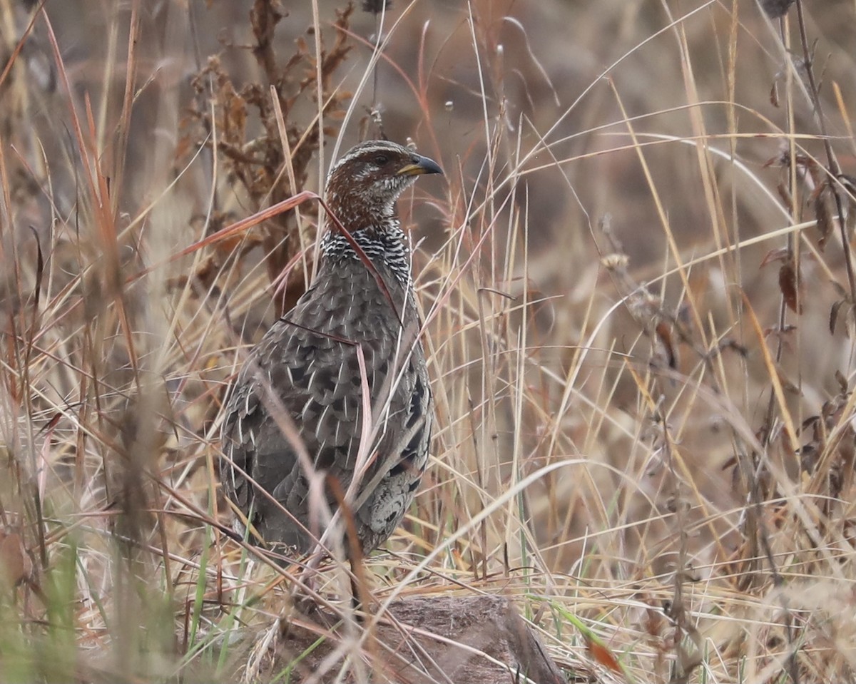 Francolin à collier - ML356749081