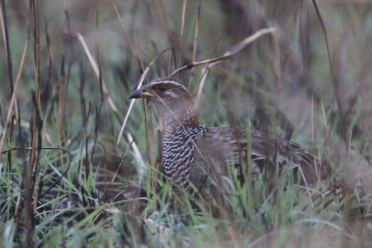 Ring-necked Francolin - ML356749091