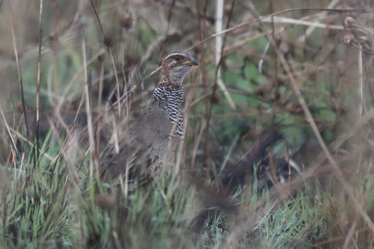 Francolin à collier - ML356749131