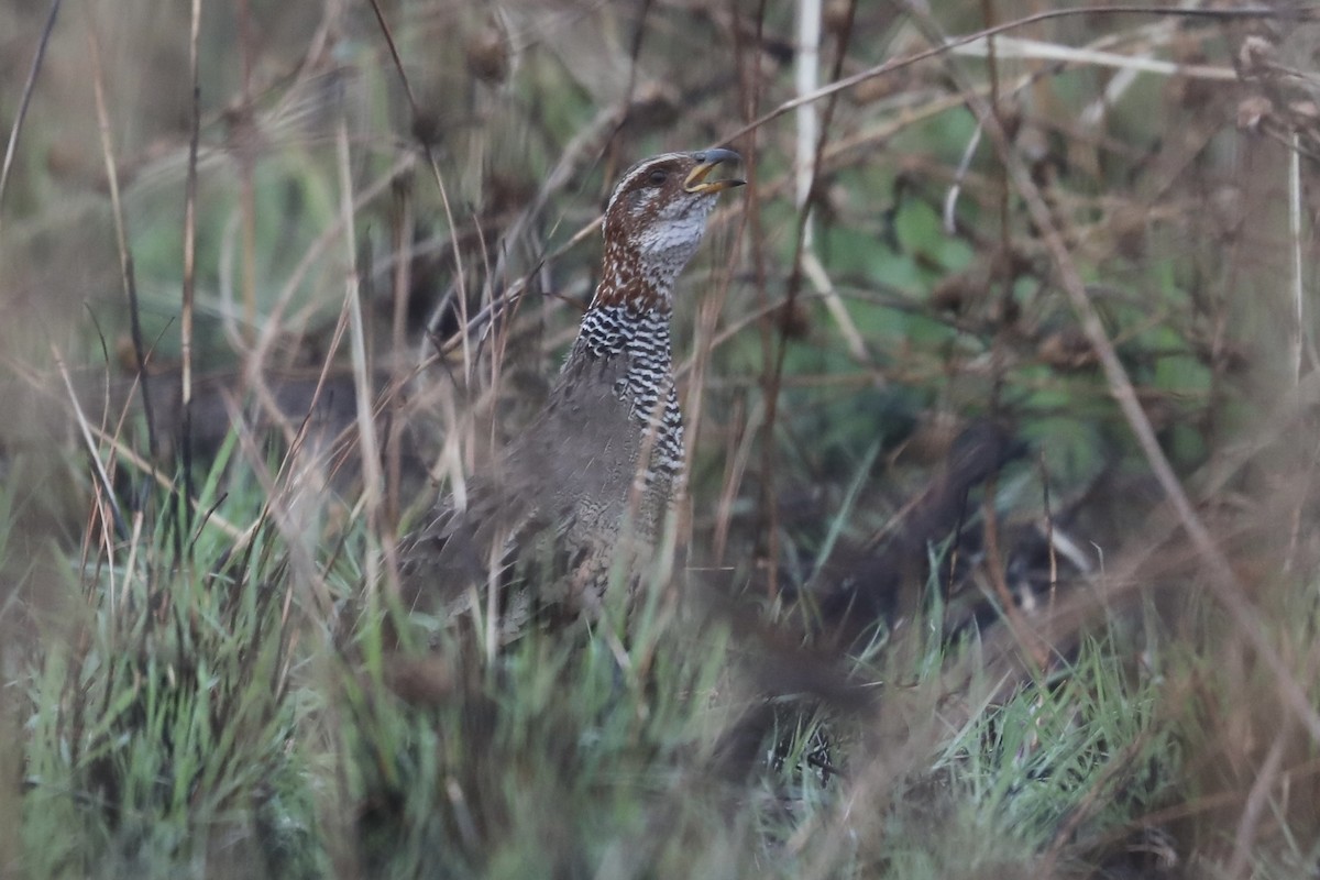 Ring-necked Francolin - ML356749191