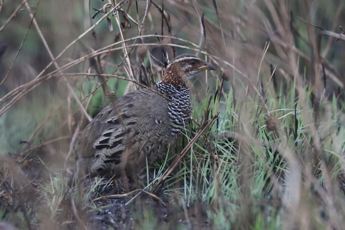 Francolin à collier - ML356749201