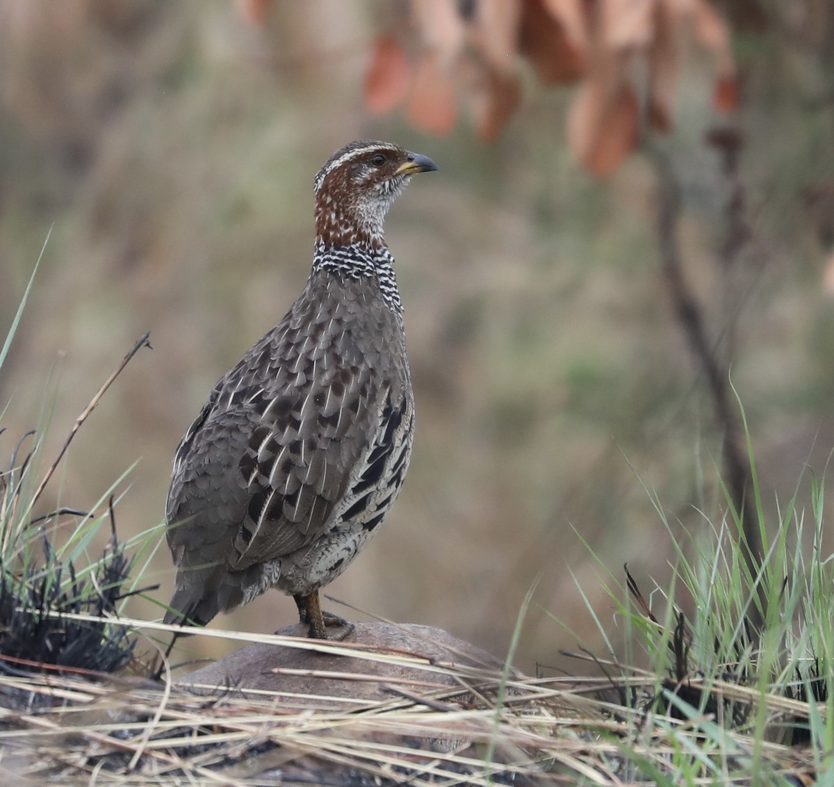 Francolin à collier - ML356749231