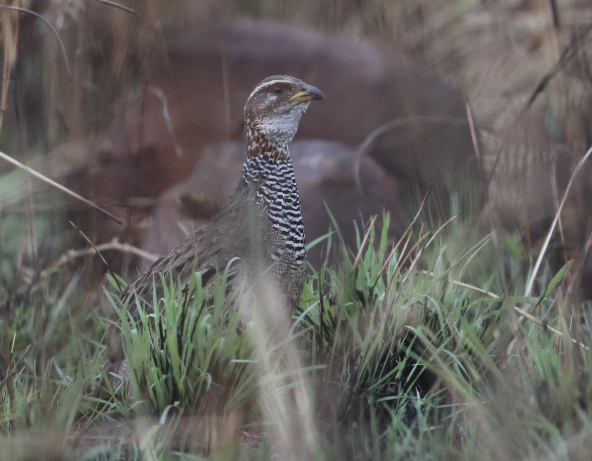 Ring-necked Francolin - ML356749361