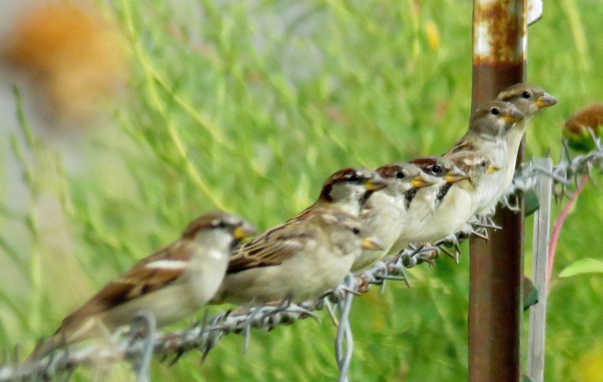 House Sparrow - ML35674971