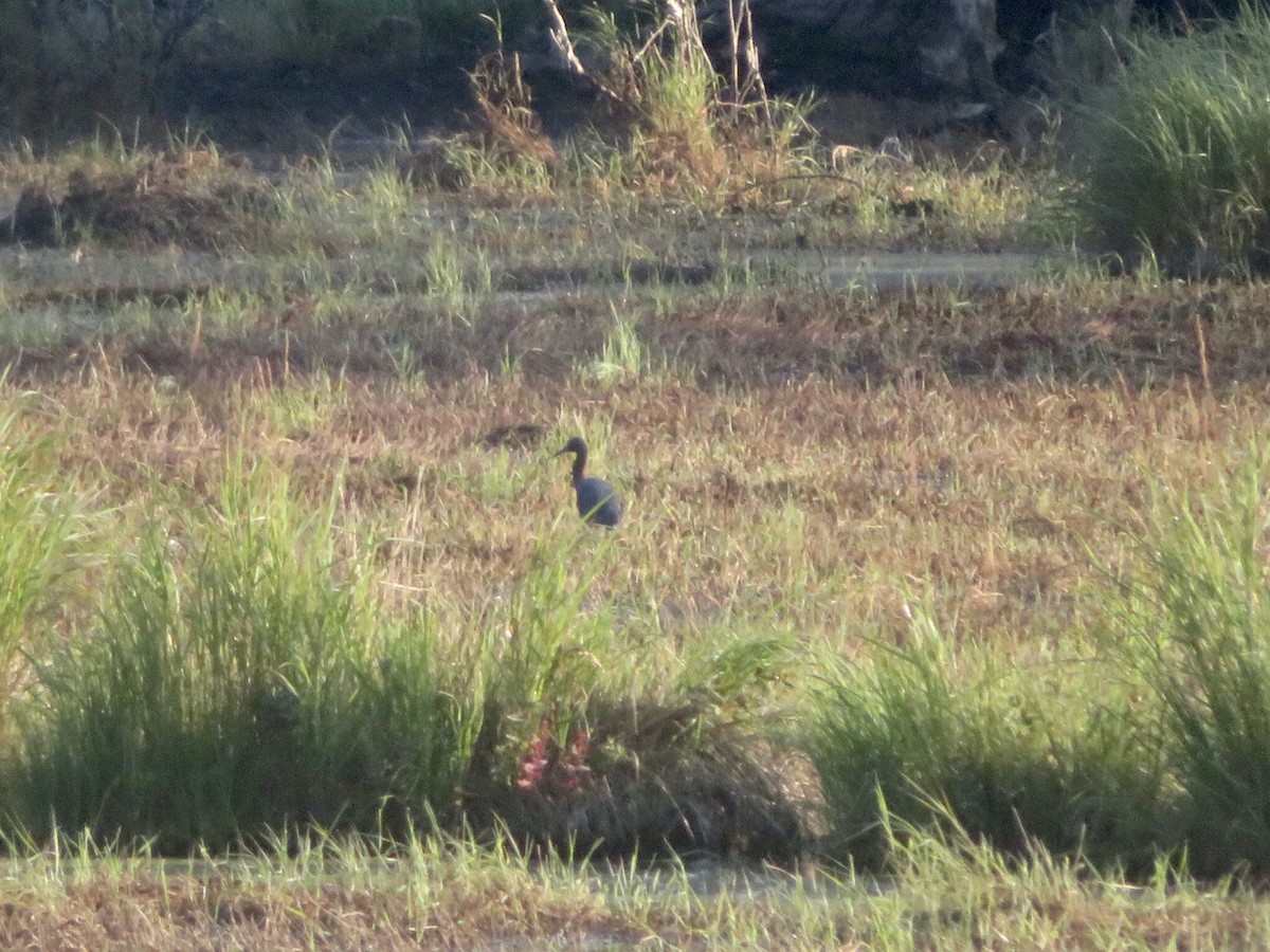 Little Blue Heron - ML356750731